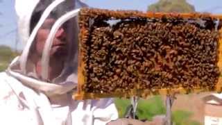 The Practical BeeKeeper Melbourne HD [upl. by Pomfret]