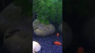 Platy and home raised mollys relief fishaquarium shortvideos fishbowl youtubeshorts [upl. by Areit]