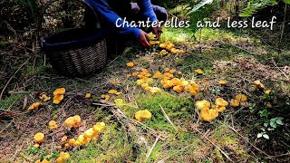 Chanterelles and less leaf [upl. by Ahsimak37]