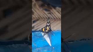 quotThe Maid Moth A Natural Miracle You Never Knewquot animals fun cute [upl. by Dazhahs]