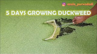 The Growth of Duckweed Day by Day  Growing Duckweed in 5 Days [upl. by Assile]