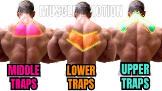 TOP 15 TRAPS WORKOUT AT GYM  LES MEILLEURS EXERCISES MUSCULATION TRAPÈZES [upl. by Wulf663]