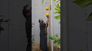 Papaya harvesting Happy birthday swamy mahi papaya mygarden gardening shortvideo ytshorts [upl. by Zul]