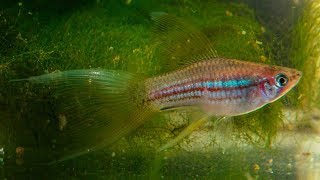 Veiltail Green Swordtails Wide tail  Very RARE ᴴᴰ [upl. by Nedap]