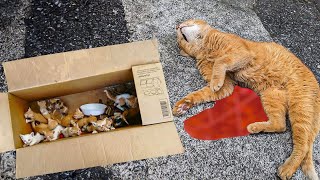 Cat is Run Over on Highway and Her Kittens Cry for Help [upl. by Reibaj404]