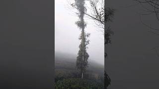 bollywood malakkapara fog kerala india instagram realme nature tour hindisong hindi bus [upl. by Mcknight]