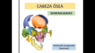 Generalidades de Cabeza ósea  BiologíaXXI [upl. by Daberath559]