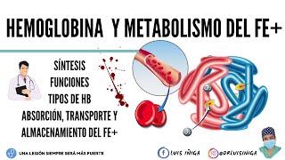 Fisiología Hemoglobina Síntesis Funciones Tipos  Metabolismo del hierro [upl. by Aissej]