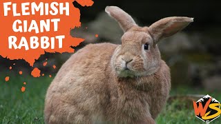 Flemish Giant Rabbit Facts [upl. by Ivzt]