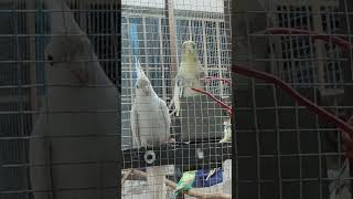 cockatiel playing🥰 cockatiel sound👍 parrottalking cockatielsinging [upl. by Alleram]