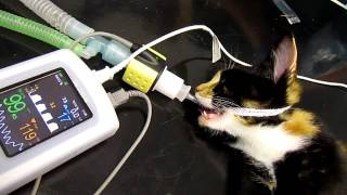 Mainstream Capnography on 600g kitten with low dead space adapter [upl. by Caron]