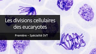 Cours Spé SVT 1eres  Les divisions cellulaires des eucaryotes [upl. by Allista]