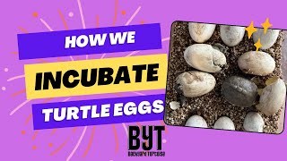 How we incubate turtle eggs [upl. by Adnir419]