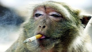 Funny Monkeys Videos  Funniest Monkey Will Make You Laugh Hard Compilation [upl. by Mattie]