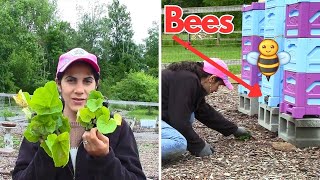 How to Grow Hollyhock Flower  Weeding Around the Beehives With NO Suit 😬 [upl. by Fretwell]