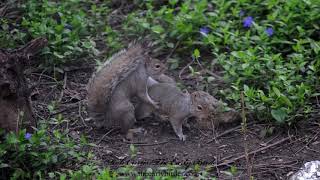 EASTERN GRAY SQUIRREL Sciurus carolinensis mating attempts [upl. by Valencia]