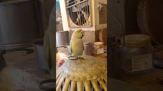 parrot parrottalking parrotlover birds funny ytshorts viralmusic popular [upl. by Furr]