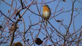 Saturday Morning Bempton Bridlington Robin [upl. by Livia]