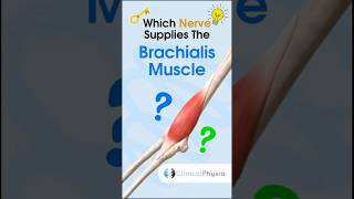 Brachialis Muscle Nerve Supply physiotherapy physicaltherapy anatomy brachialis [upl. by Ayak]