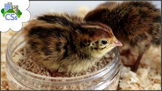 What to Feed Coturnix Quail Chicks [upl. by Basia50]