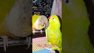 parrot funny parroteducation birds parrotlet pets parrotlover smartparrot training [upl. by Howey]