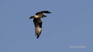 Osprey Pandion haliaetus flight in slow motion [upl. by Hallie448]