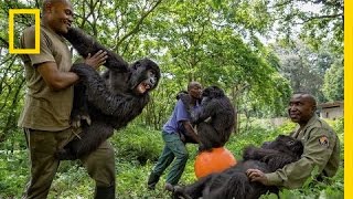 Young Orphaned Gorillas See Their Adorable Bond With Park Rangers  National Geographic [upl. by Bernardi453]