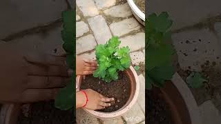 Cutting guldaudi grow plant ☘️ [upl. by Paton]