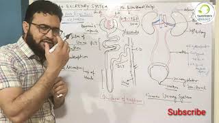 Function of nephron class 10th Hindi  urdu [upl. by Boyes]