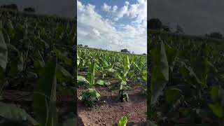 Banana plantation in Maharashtra Banana plantation at beautiful locationbananaplantation diwali [upl. by Arehsat]