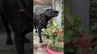 Dog barking 🐕‍🦺 short dog labrador trendingshorts [upl. by Greenwald171]