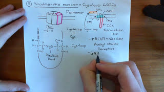 The 5HT3 Receptors Part 2 [upl. by Airdnal]