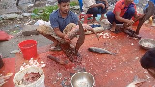 Blood Carp Fish Cutting By Expert  Fish Cutting Video fishcuttingvideo [upl. by Hen]