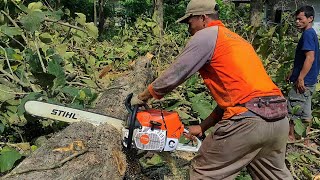 Chainsaw STIHL MS 881 First Cut  Cut the Teak Tree [upl. by Yarod641]