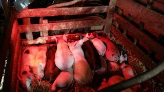 Hungry Hungry Pigs Piglets One Week Old [upl. by Hansen]