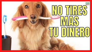 🪥 ¿CÓMO HACER PASTA DE DIENTES CASERA PARA PERROS 🪥 CON O SIN BICARBONATO [upl. by Norted799]