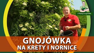 Gnojówka z czarnego bzu na krety i nornice  Z PLANTĄ W OGRODZIE [upl. by Milla684]