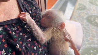 The poor baby monkey eats bananas and sleeps in Hongs warm arms [upl. by Llebyram]