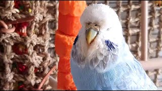 9 hours of budgie sounds for pet parakeets to make them happy [upl. by Enaud]