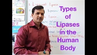 Types of Lipases in the Human Body [upl. by Esinereb]