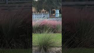 Tricolored Heron Perched Above Muhly Grass at Solary Park Oviedo Florida [upl. by Nilla]