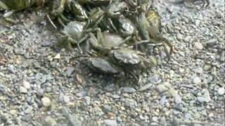 Crabbing by Caernarfon Castle North Wales [upl. by Huff]