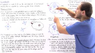 Mechanism of BLymphocytes [upl. by Volotta]