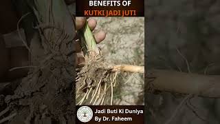 Benefits Of kutki Jadi buti jaributi herbalhills plants herbal agriculture [upl. by Aloz764]