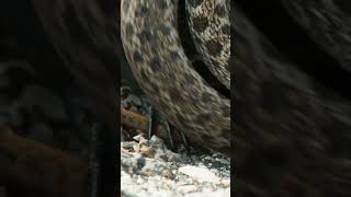 Iguana vs Snakes  Planet Earth II chase scene [upl. by Ester724]