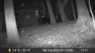 Sneaky raccoon tipping suet feeder under cover of night [upl. by Veronika]