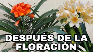 Que Hacer DESPUES De La FLORACIÓN De CLIVIA  CLIVIA MINIATA [upl. by Ethelda]