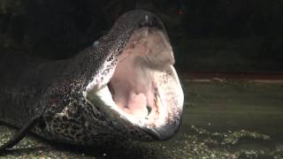 Lungfish Protopterus aethiopicus yawn [upl. by Ahsinauj]