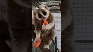 The Slow Loris A Misunderstood Marvel [upl. by Adnolat613]