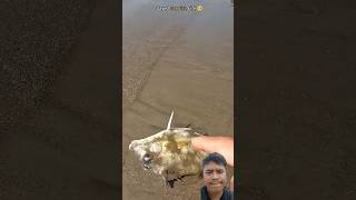 Small actionsbig impact rescuing fish stranded on the shore 🐠 shorts trending fish fypシ゚viral [upl. by Ondrej]